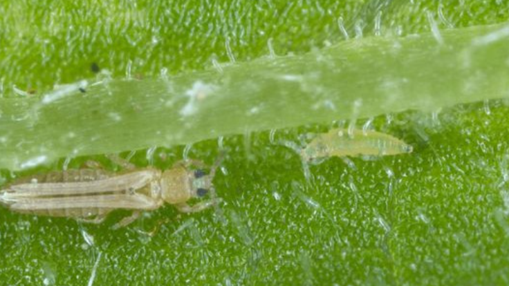 黄蓟马 成虫+幼虫.png