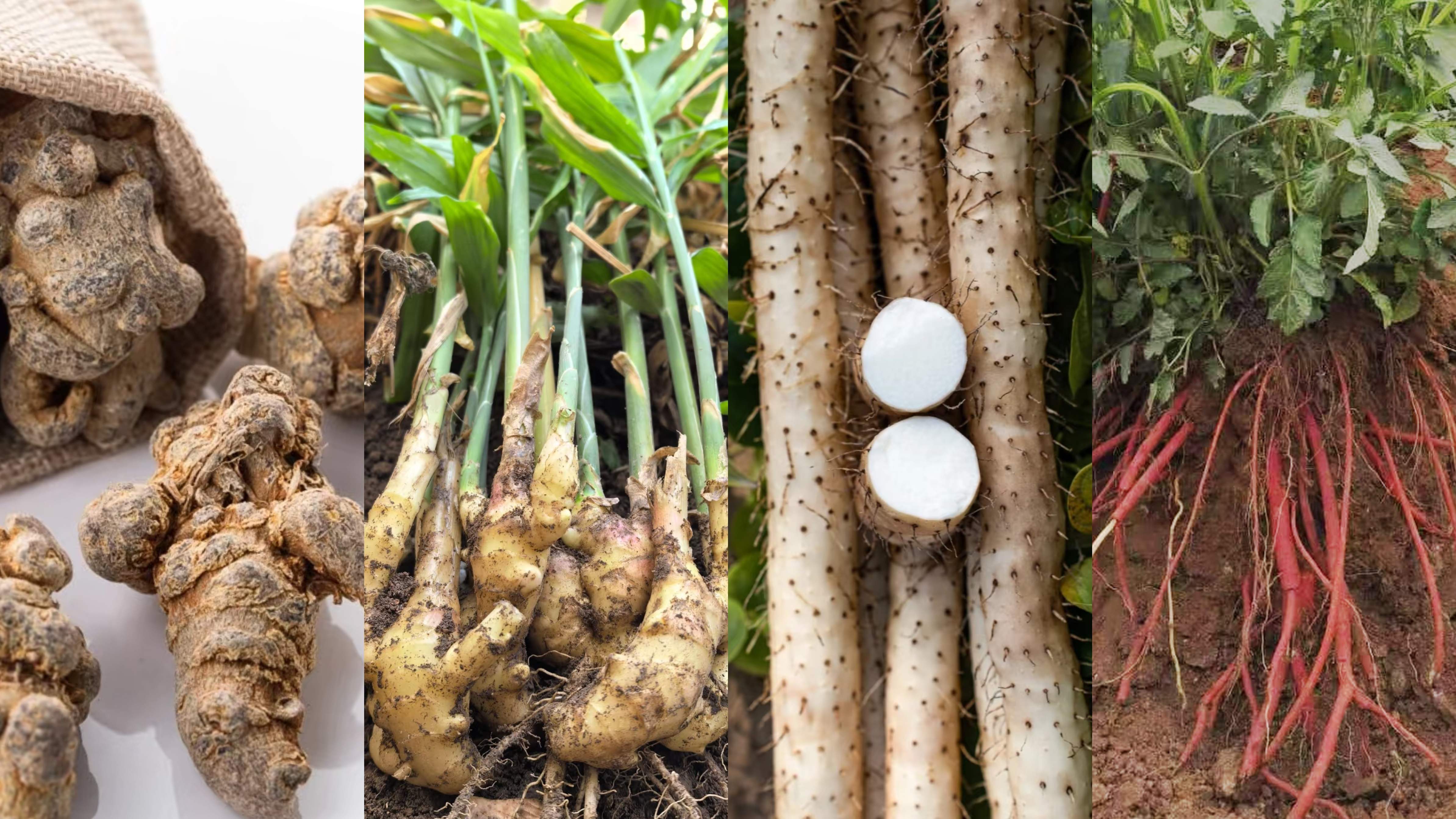 0-大姜 山药 中药材.jpg